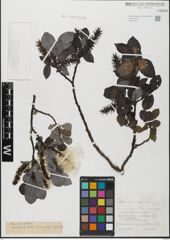 Foto von Salix glabra Scop.